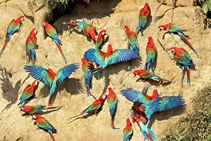 Macaw Prints: Peru, Amazon. Red and green macaws at clay lick in jungle