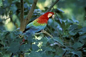 Macaw Prints: Peru, Amazon Region. Green winged Macaw along Tambopata River