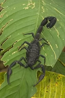 Images Dated 14th October 2006: Peru, Amazon River Basin, Madre de Dios province, Close-up of black scorpion on leaf