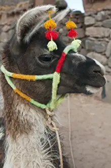 Peru, Atuncolla. Llama with traditional head decorations