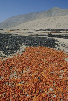 Lima Prints: Peru, coastal desert north of Lima, drying peppers outdoors
