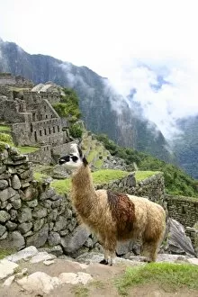 Images Dated 19th February 2007: Peru. Llama wandering amongst the citadel of Machu Picchu
