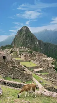 Images Dated 14th October 2008: Peru, Machu Picchu, Llama grazes along the ancient lost city of the Inca