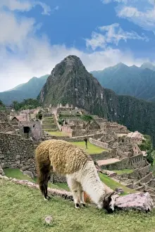 Inca Prints: Peru, Machu Picchu, Llama grazes along the ancient lost city of the Inca