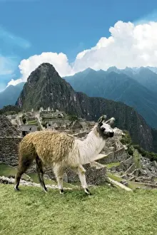 Images Dated 14th October 2008: Peru, Machu Picchu, Llama overlooks the ancient lost city of the Inca