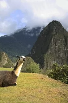 Peru, Machu Picchu. Llama resting in the ruins