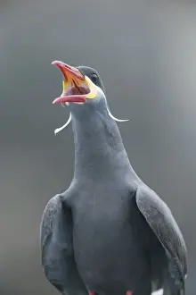 Images Dated 5th December 2009: Peru, Pucusana, Inca Tern (Larosterna inca) WILD portrait