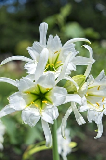 Peruvian Daffodils, USA