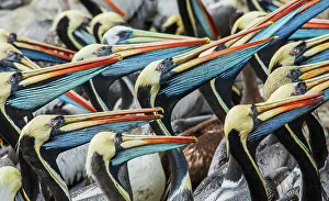 Lima Prints: Peruvian pelicans flock gathering for possible meal near the docks at Lima, Peru