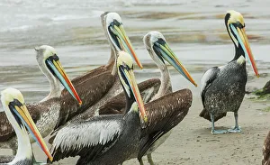 Lima Prints: Peruvian pelicans loiter on the beach near Lima, Peru