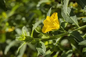 Prints of Peruvian primrose-willow plant Images Dated 2021 February: Peruvian primrose-willow plant