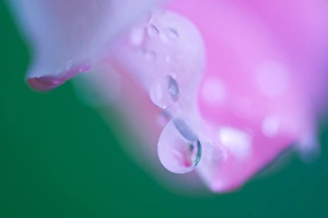 Images Dated 12th July 2005: Petals with Drops of Rain