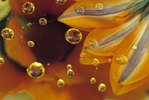 Bubble Prints: Petals on Mylar reflective surface with drops. Credit as: Nancy Rotenberg / Jaynes