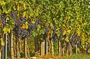 Bunch Prints: Petit Verdot grape bunches and vines - Chateau de la Tour (or Clos de La Tour), Bordeaux