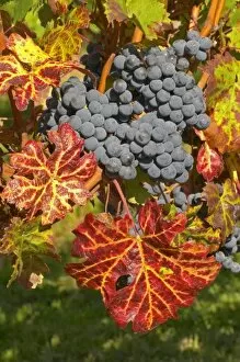 Petit Verdot grape bunches and vines - colourful leaves - Chateau Pey la Tour, previously