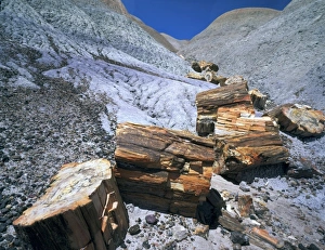 Images Dated 4th August 2010: Petrified Forest National Park, Arizona. USA. Petrified wood (fossil tree trunk)