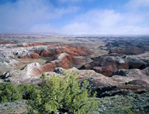 Petrified Forest National Park, Arizona. USA. Juniper & eroded landscape of Painted