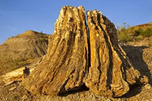 Stump Prints: Petrified Forest Wilderness area of Theodore Roosevelt National Park in North Dakota