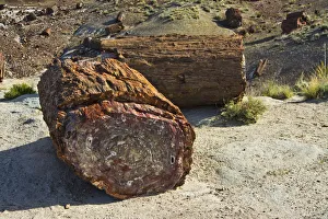 Holbrook Prints: Petrified logs, Petrified Forest National Park, Holbrook, Arizona, USA