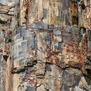 Images Dated 19th January 2023: Petrified tree, Yellowstone National Park, Wyoming, USA