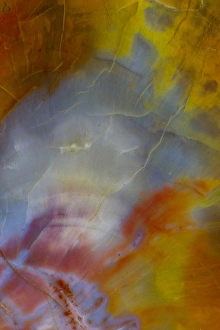 Images Dated 17th September 2012: Petrified Wood close-up
