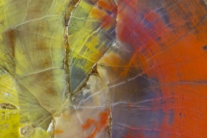 Images Dated 17th September 2012: Petrified Wood close-up