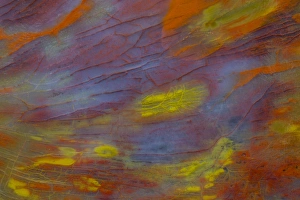 Images Dated 20th September 2012: Petrified Wood close-up