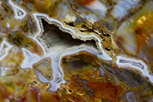 Images Dated 20th September 2012: Petrified Wood close-up