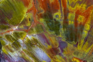 Images Dated 25th August 2012: Petrified Wood close-up