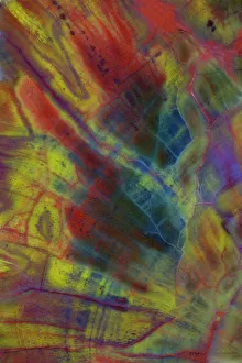 Petrified Wood close-up