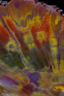 Images Dated 25th August 2012: Petrified Wood close-up