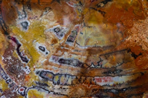 Images Dated 17th September 2012: Petrified Wood close-up