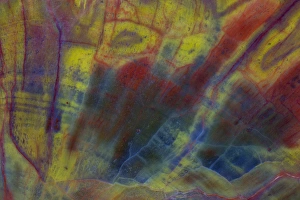 Images Dated 25th August 2012: Petrified Wood close-up