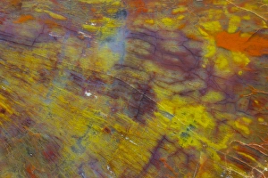 Images Dated 20th September 2012: Petrified Wood close-up