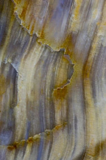 Images Dated 16th September 2012: Petrified Wood close-up