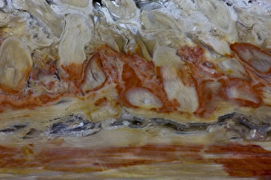 Images Dated 3rd September 2012: Petrified Wood close-up