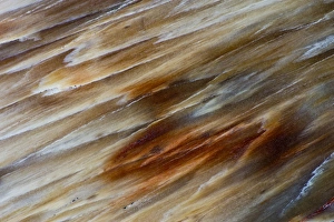 Images Dated 18th December 2012: Petrified Wood close-up