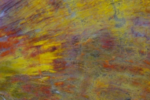 Petrified Wood close-up