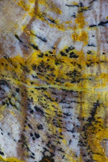 Petrified Wood close-up