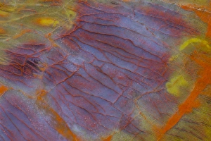 Images Dated 20th September 2012: Petrified Wood close-up