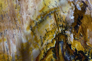 Images Dated 23rd August 2012: Petrified Wood close-up
