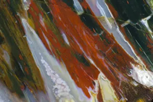 Images Dated 12th September 2012: Petrified Wood close-up