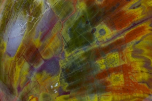Images Dated 25th August 2012: Petrified Wood close-up