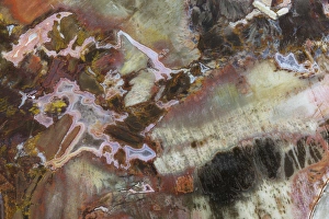 Images Dated 10th August 2013: Petrified Wood close-up