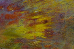 Images Dated 20th September 2012: Petrified Wood close-up