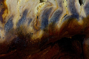 Images Dated 23rd August 2012: Petrified Wood close-up