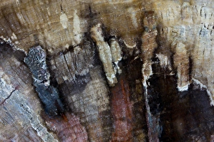 Images Dated 25th August 2012: Petrified Wood close-up