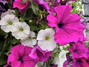 Betty Sederquist Prints: Petunias bright ancient walls in the village of Cong