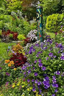 Yard Prints: Petunias in flowerpots and blooming garden, Sammamish, Washington State