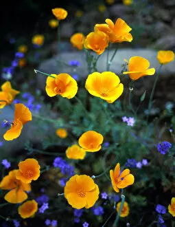 Images Dated 15th January 2004: Phacelia, Phlox, and Mexican Gold Poppy, Cave Creek area, Tonto National Forest, Arizona